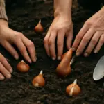 Tulipani: quando piantarli e a che profondità per farli fiorire bene