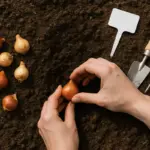 Bulbi autunnali: quali piantare, quando e come farlo senza errori