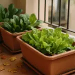 Orto in vaso in autunno: cosa coltivare sul balcone e quando iniziare