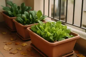 Orto in vaso in autunno: cosa coltivare sul balcone e quando iniziare