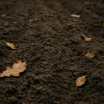 Semine autunnali che non germinano: perché succede e come rimediare