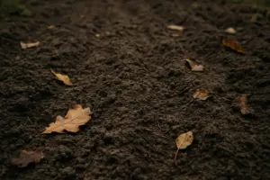 Semine autunnali che non germinano: perché succede e come rimediare