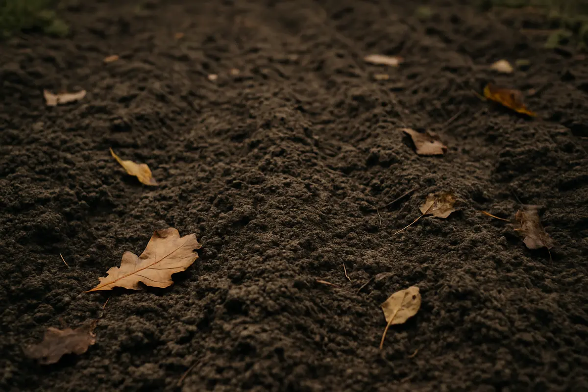 Semine autunnali che non germinano: perché succede e come rimediare
