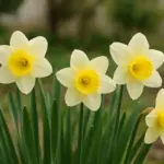 Narcisi: quando piantarli e come farli tornare ogni anno