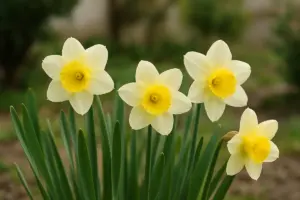 Narcisi: quando piantarli e come farli tornare ogni anno