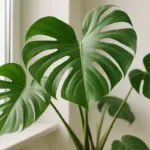 Monstera: quanta luce vuole e come sostenerla durante l’anno