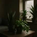 Piante da interno per stanze poco luminose: quali scegliere e quando aggiungerle