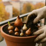Bulbi in vaso: come piantarli sul balcone senza sbagliare, passo per passo