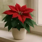 Stella di Natale: come curarla e farla durare nel tempo