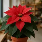 Come scegliere una stella di Natale che duri: criteri e passi pratici