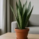 Sansevieria: ogni quanto annaffiarla, soprattutto in inverno