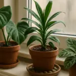 Aria secca e riscaldamento: come proteggere le piante di casa in inverno